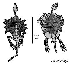 Odontochelys fossil sketch 01
