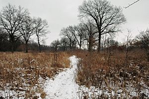 Ojibway Prairie in Late Winter (27006397226)