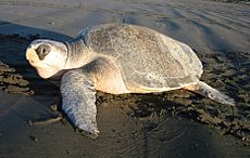 Olive ridley sea turtle cropped