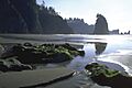 Olympic National Park coast