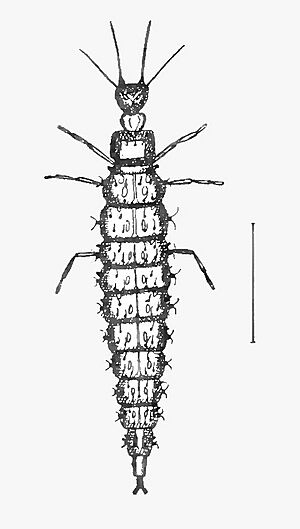 OsmylusLarva