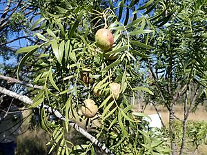 P5270023 Owenia acidula, fruit and leaves - Kumbarilla State Forest, Qld. Australia