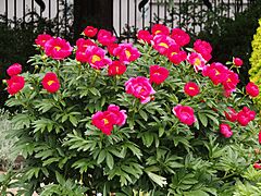 Paeonia 'Scarlet Tanager' Piwonia 2022-05-22 01