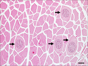 Parasite150085-fig1 Kudoa septempunctata in olive flounder (Paralichthys olivaceus) muscles