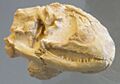 Peltosaurus