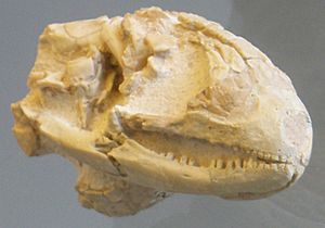 Peltosaurus