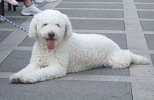 Perro de Agua del Cantábrico Macho Exposición.jpg