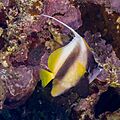 Pez estandarte del mar Rojo (Heniochus intermedius), parque nacional Ras Muhammad, Egipto, 2022-03-28, DD 129