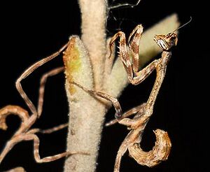 Phyllovates chlorophaea nymphs