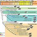 Phylogenetic relationship of giant rhinos