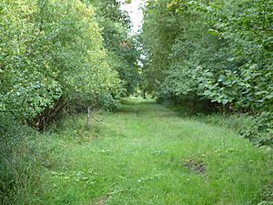 Pickworth Great Wood 5.jpg