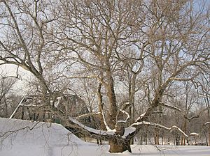 Pinchot Sycamore in winter, Simsbury, CT - January 15, 2011