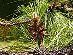 Pinus devoniana 01
