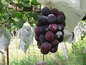Pione Grapes.jpg
