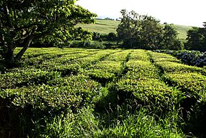 Plantação de Chá Gorreana, Camellia sinensis, Ribeira Grande, ilha de São Miguel, Açores