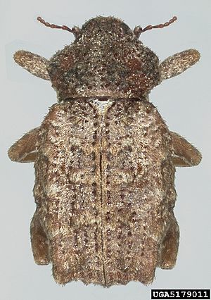 Premnotrypes vorax - 5179011.jpg