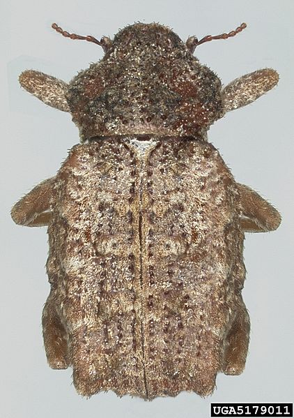Premnotrypes vorax - 5179011