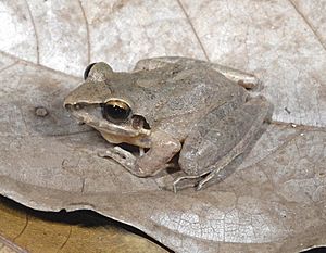 Pristimantis lymani.jpg