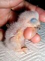 Psittacus erithacus -one day old chick-8a