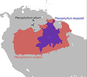 Pterophyllum map.jpg
