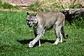 Puma concolor stanleyana - Texas Park - Lanzarote -PC08