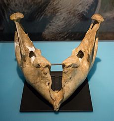 Pygmy mammoth jawbone - Cleveland Museum of Natural History - 2014-12-26