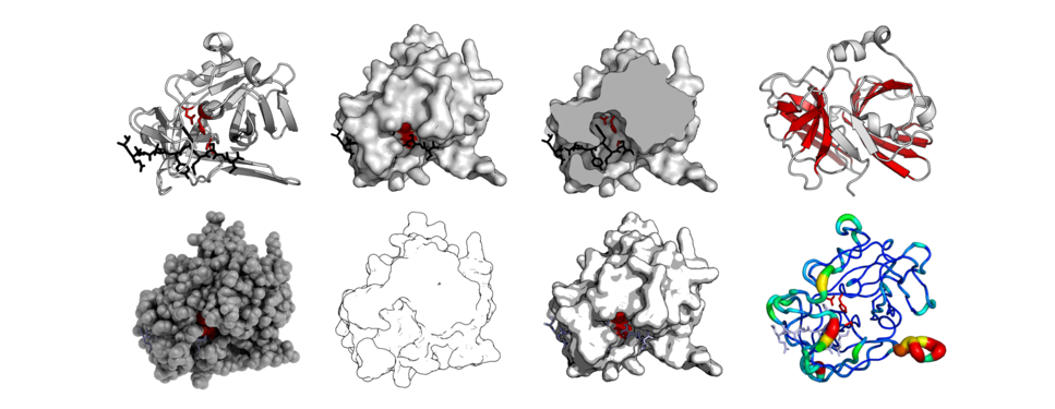 Pymol 8 view