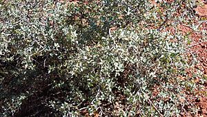 Quercus turbinella in central Arziona .jpg