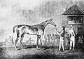 Quiz (horse)