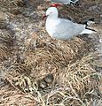 Red-Billed Gull-Nueva Zelanda2