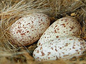 Red-billed Oxpecker Eggs JM