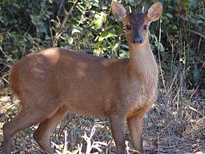 Red Brocket (Mazama americana) male (28091090800).jpg