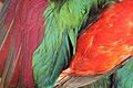 Red feather pigments