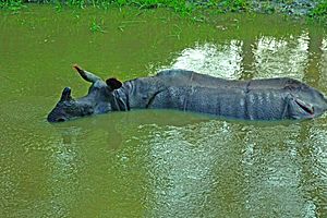 Rhino in a pond at Jaldapara