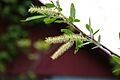 Salix nigra catkins 8001
