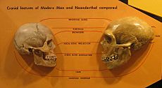 Sapiens neanderthal comparison