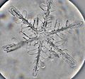 Snowflake - Microphotograph by artgeek
