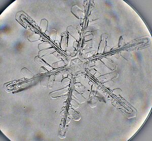 Snowflake - Microphotograph by artgeek