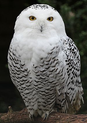 Snowy Owl - Schnee-Eule