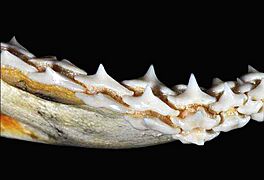 Sphyrna tiburo lower teeth