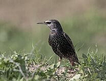 Sturnus vulgaris - Common Starling 06.jpg