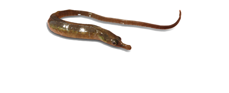 Syngnathus watermeyeri