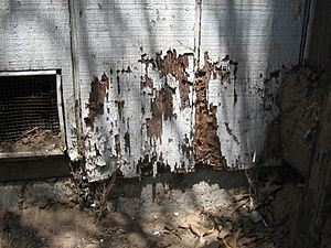Termite damage