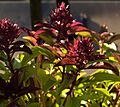 Thai basil flower