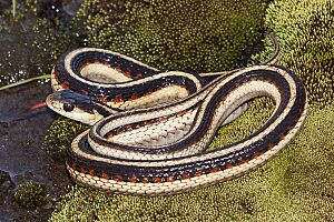Thamnophis elegans terrestris (San Luis Obispo)