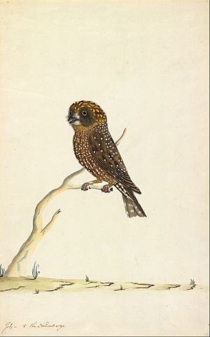 The Sydney Bird Painter - Boobook owl - Google Art Project