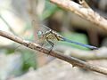Tri-coloured Marsh Hawk Orthetrum luzonicum Male by kadavoor