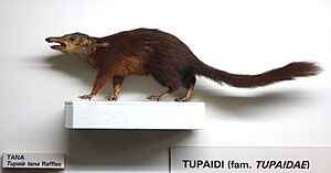 Tupaia tana - Museo Civico di Storia Naturale Giacomo Doria - Genoa, Italy - DSC02515.JPG