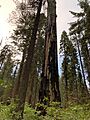 US CA SP Calaveras Big Trees 2020sep06 Mother of the Forest