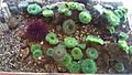 Ucluelet Aquarium sea anemones